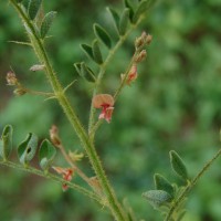 Indigofera colutea (Burm.f.) Merr.